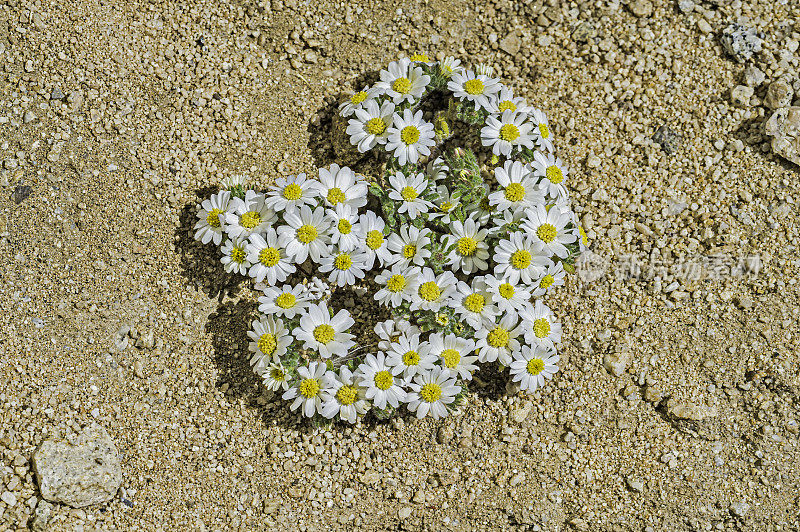 Monoptilon bellioides，沙漠之星，也被称为莫哈韦沙漠之星，发现于加州约书亚树国家公园